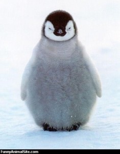 Fat_Fuzzy_Penguin
